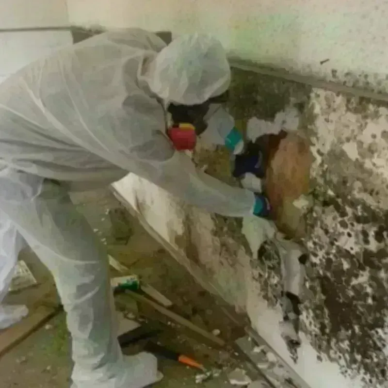 Mold Remediation and Removal in Tabor City, NC